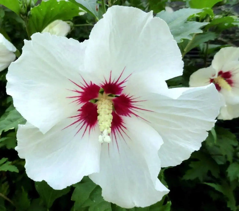Hibiscus Rose of Sharon, 'Helene' Hardy Perennial SHRUB - Caribbean garden seed