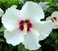 Hibiscus Rose of Sharon, 'Helene' Hardy Perennial SHRUB - Caribbean garden seed