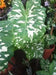 HILO BEAUTY(DWARF ELEPHANT EAR) Bulb,tropical foliage plants - Caribbean garden seed