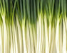 Heshiko  Bunching Onion SEEDS, - Asian Vegetables - Caribbean garden seed