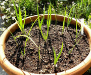 Heshiko  Bunching Onion SEEDS, - Asian Vegetables - Caribbean garden seed