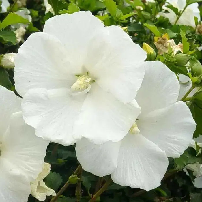 Hibiscus Rose of Sharon, 'DIANA" Hardy Perennial SHRUB - Caribbean garden seed