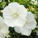 Hibiscus Rose of Sharon, 'DIANA" Hardy Perennial SHRUB - Caribbean garden seed
