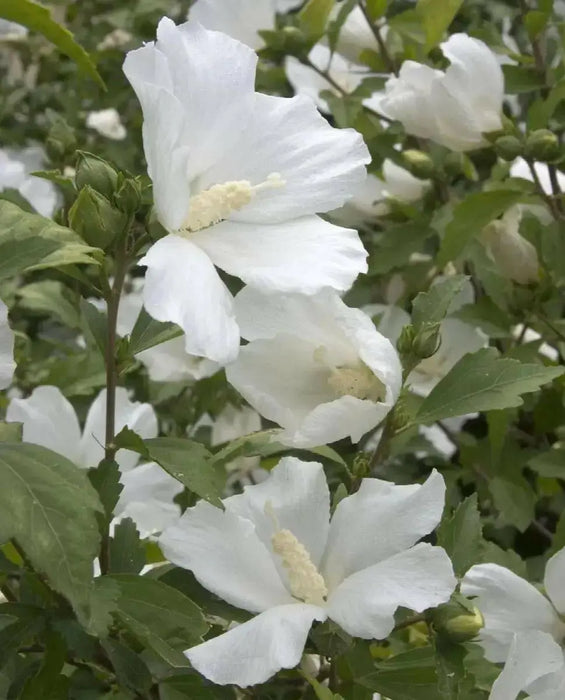 Hibiscus Rose of Sharon, 'DIANA" Hardy Perennial SHRUB - Caribbean garden seed