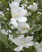 Hibiscus Rose of Sharon, 'DIANA" Hardy Perennial SHRUB - Caribbean garden seed