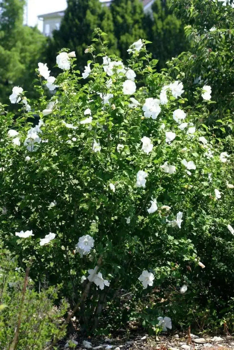 Hibiscus Rose of Sharon, 'DIANA" Hardy Perennial SHRUB - Caribbean garden seed