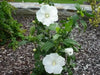 Hibiscus Rose of Sharon, 'DIANA" Hardy Perennial SHRUB - Caribbean garden seed