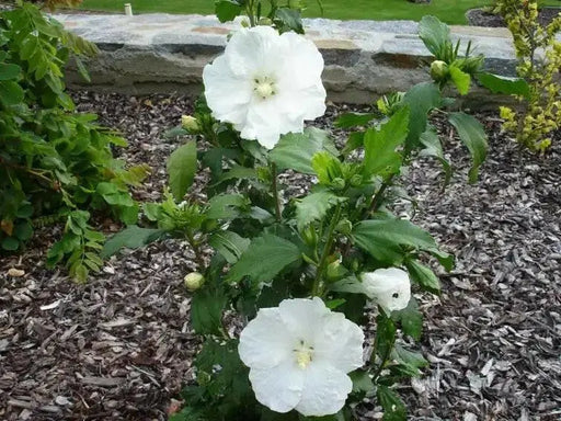 Hibiscus Rose of Sharon, 'DIANA" Hardy Perennial SHRUB - Caribbean garden seed