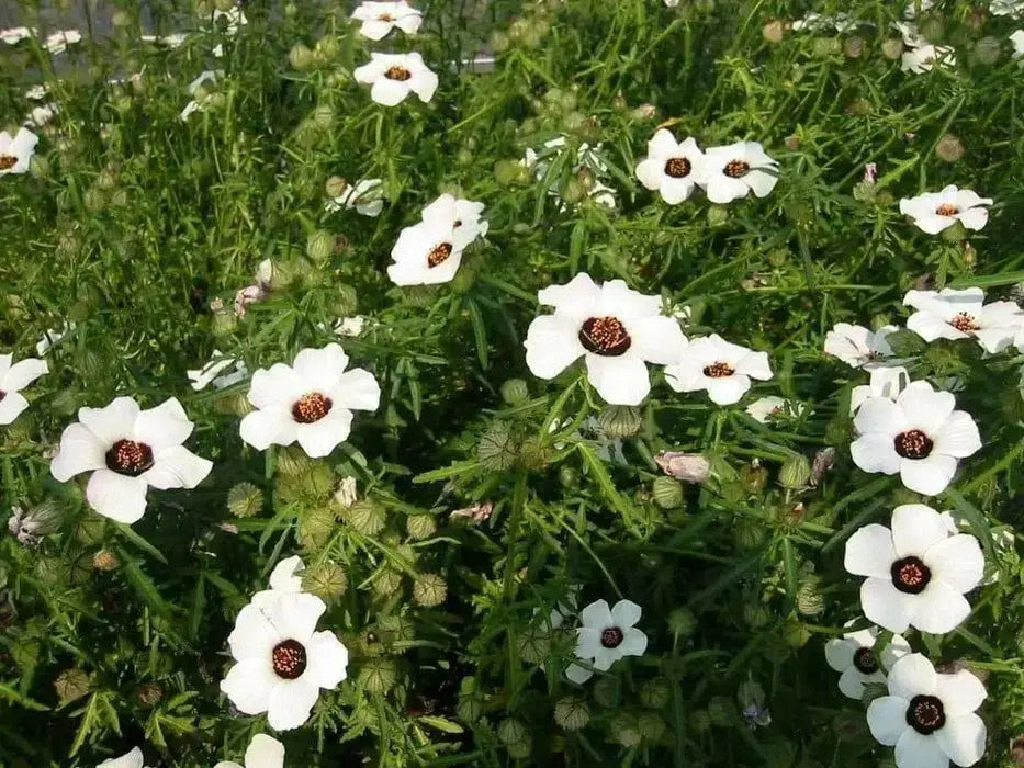 Hibiscus Simply Love , PERENNIAL SHRUB - Caribbean garden seed