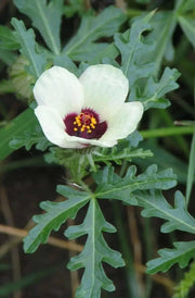 Hibiscus Simply Love , PERENNIAL SHRUB - Caribbean garden seed