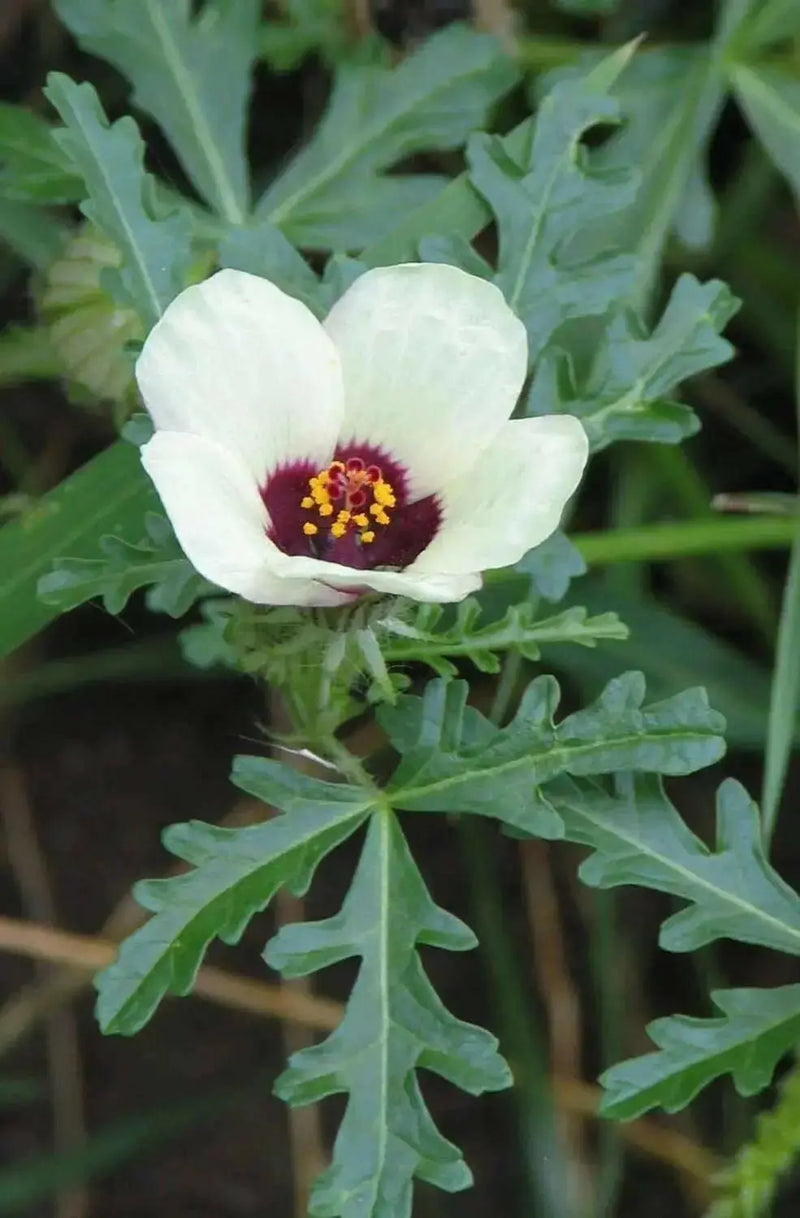 Hibiscus Simply Love , PERENNIAL SHRUB - Caribbean garden seed