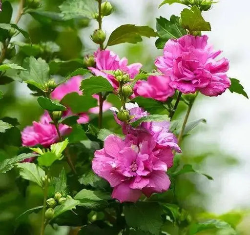 HIBISCUS Rose of Sharon, Collie Mullens, Perennial shrub - Caribbean garden seed