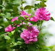 HIBISCUS Rose of Sharon, Collie Mullens, Perennial shrub - Caribbean garden seed