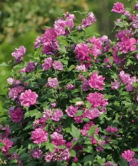 HIBISCUS Rose of Sharon, Collie Mullens, Perennial shrub - Caribbean garden seed