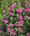 HIBISCUS Rose of Sharon, Collie Mullens, Perennial shrub - Caribbean garden seed