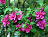 HIBISCUS Rose of Sharon, Collie Mullens, Perennial shrub - Caribbean garden seed