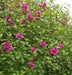 HIBISCUS Rose of Sharon, Collie Mullens, Perennial shrub - Caribbean garden seed