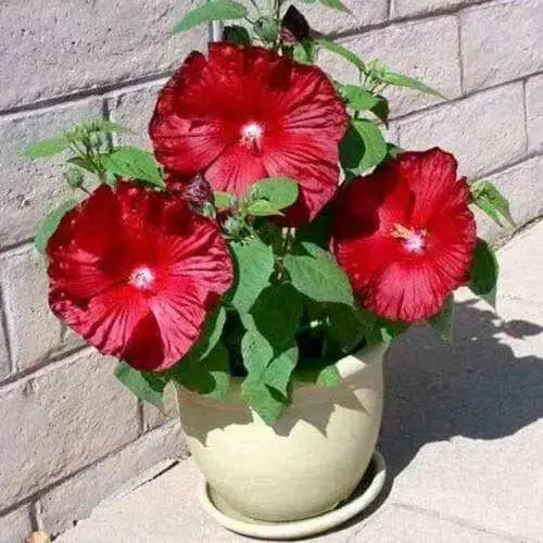 Hibiscus honeymoon mix,10 FLOWERS Seed - Caribbean garden seed