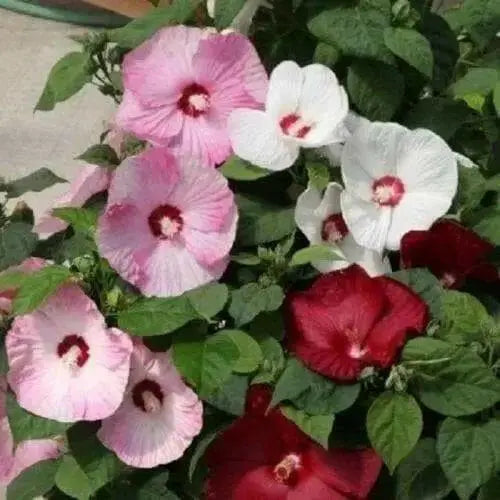Hibiscus honeymoon mix,10 FLOWERS Seed - Caribbean garden seed