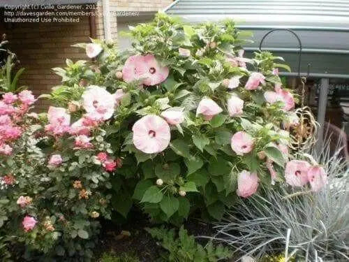 Hibiscus honeymoon mix,10 FLOWERS Seed - Caribbean garden seed