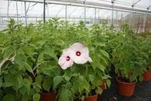 Hibiscus honeymoon mix,10 FLOWERS Seed - Caribbean garden seed