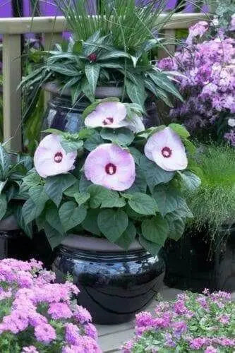 Hibiscus honeymoon mix,10 FLOWERS Seed - Caribbean garden seed