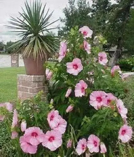 Hibiscus honeymoon mix,10 FLOWERS Seed - Caribbean garden seed