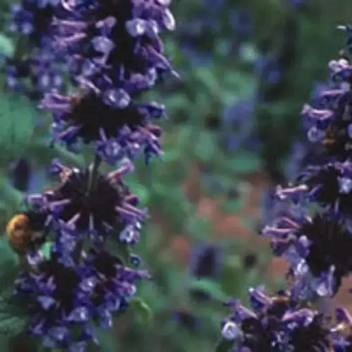 Himalayan Catmint SEEDS- Nepeta clarkei -Perennial Herb ! - Caribbean garden seed