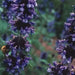 Himalayan Catmint SEEDS- Nepeta clarkei -Perennial Herb ! - Caribbean garden seed