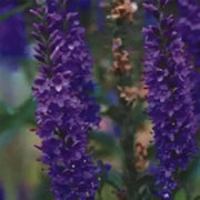 Himalayan Catmint SEEDS- Nepeta clarkei -Perennial Herb ! - Caribbean garden seed