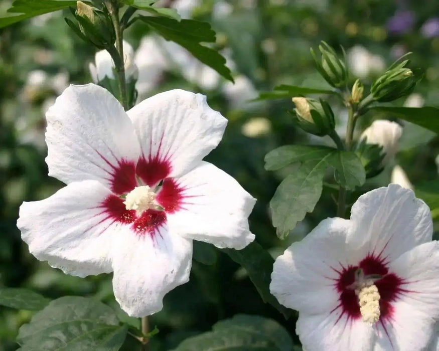 Hibiscus syriacus Red Heart, Rose of Sharon, Shrub,Cold Hardy,Perennial - Caribbean garden seed