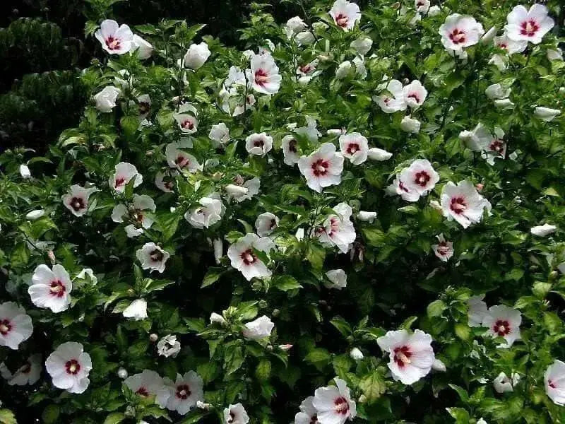 Hibiscus syriacus Red Heart, Rose of Sharon, Shrub,Cold Hardy,Perennial - Caribbean garden seed
