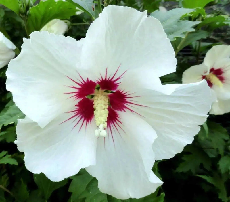 Hibiscus syriacus Red Heart, Rose of Sharon, Shrub,Cold Hardy,Perennial - Caribbean garden seed