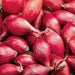 Holland Red Shallots Set ,Garden vegetable - Caribbean garden seed