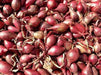 Holland Red Shallots Set ,Garden vegetable - Caribbean garden seed