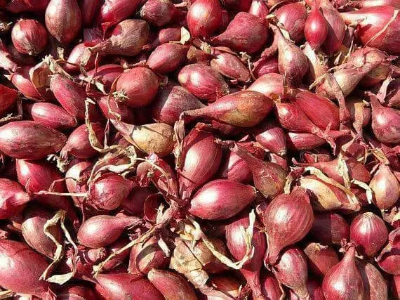Holland Red Shallots Set ,Garden vegetable - Caribbean garden seed