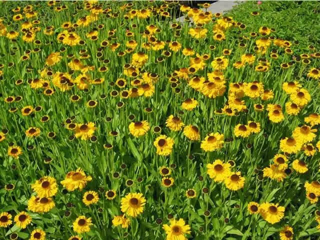 Helenium (bareroot plant) The Bishop or Moerhheim Beauty, hardy perennial Sneezeweed - Caribbean garden seed