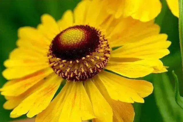 Helenium (bareroot plant) The Bishop or Moerhheim Beauty, hardy perennial Sneezeweed - Caribbean garden seed