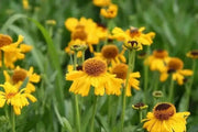 Helenium (bareroot plant) The Bishop or Moerhheim Beauty, hardy perennial Sneezeweed - Caribbean garden seed