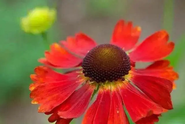 Helenium (bareroot plant) The Bishop or Moerhheim Beauty, hardy perennial Sneezeweed - Caribbean garden seed