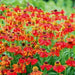 Helenium (bareroot plant) The Bishop or Moerhheim Beauty, hardy perennial Sneezeweed - Caribbean garden seed