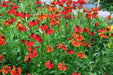 Helenium (bareroot plant) The Bishop or Moerhheim Beauty, hardy perennial Sneezeweed - Caribbean garden seed