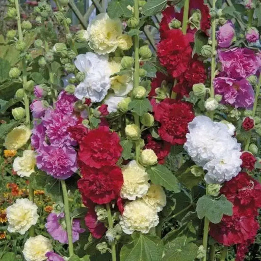 Hollyhock Flowers Seeds -Summer Carnival Mix - Caribbean garden seed
