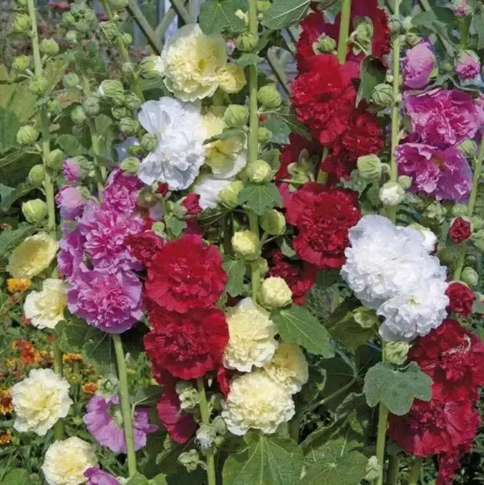 Hollyhock Flowers Seeds -Summer Carnival Mix - Caribbean garden seed