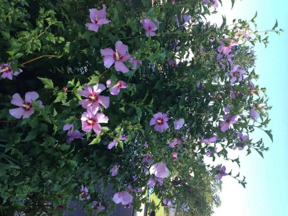 HIBISCUS Rose of Sharon (STARTER PLANT) Perennial SHRUB - Caribbean garden seed