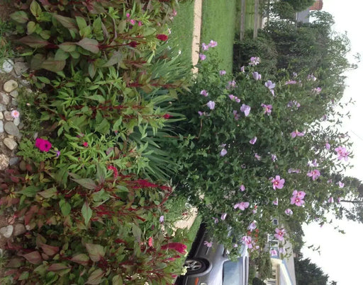 HIBISCUS Rose of Sharon (STARTER PLANT) Perennial SHRUB - Caribbean garden seed