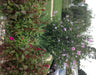 HIBISCUS Rose of Sharon (STARTER PLANT) Perennial SHRUB - Caribbean garden seed