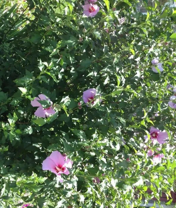 HIBISCUS Rose of Sharon (STARTER PLANT) Perennial SHRUB - Caribbean garden seed