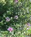 HIBISCUS Rose of Sharon (STARTER PLANT) Perennial SHRUB - Caribbean garden seed