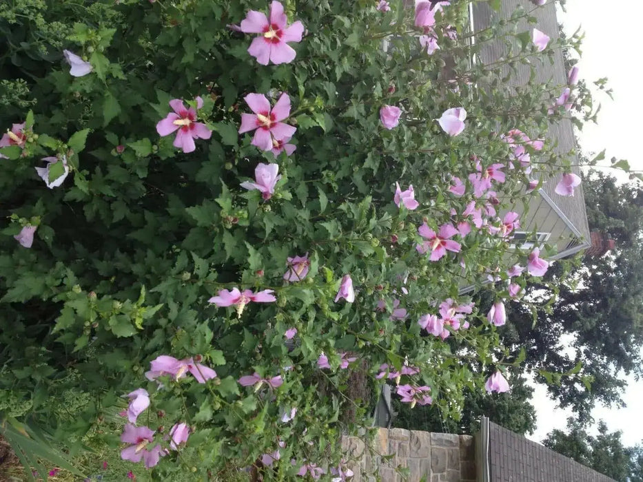 HIBISCUS Rose of Sharon (STARTER PLANT) Perennial SHRUB - Caribbean garden seed